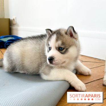 Puppy Yoga