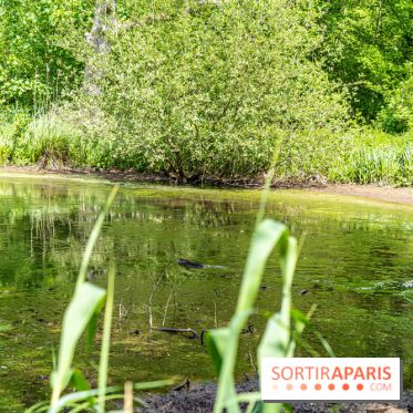Sentier découverte de Maincourt - Vallée de Chevreuse -  A7C4061