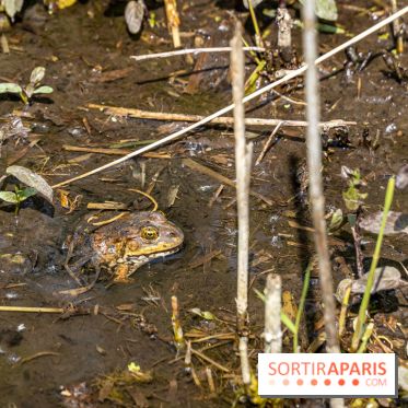 Sentier découverte de Maincourt - Vallée de Chevreuse - grenouille