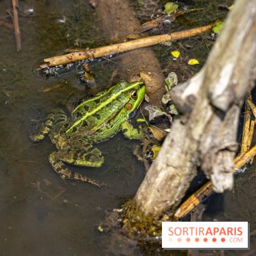 Sentier découverte de Maincourt - Vallée de Chevreuse -  grenouille
