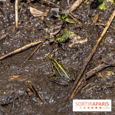 Sentier découverte de Maincourt - Vallée de Chevreuse -  grenouille