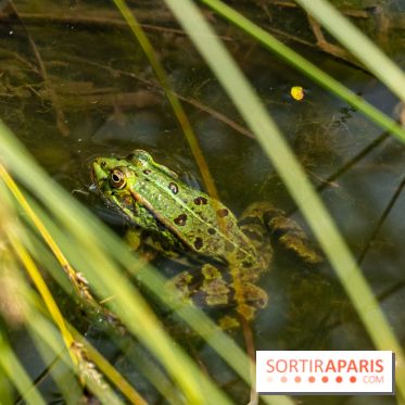 Sentier découverte de Maincourt - Vallée de Chevreuse -  grenouille