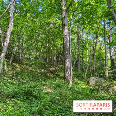 Visuel forêt  - IMG 7056