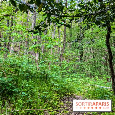 Visuel forêt  - IMG 7051