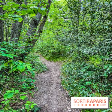 Visuel forêt  - IMG 7048