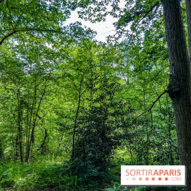 Visuel forêt  - IMG 7044