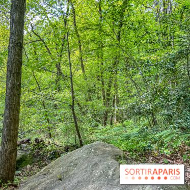 Visuel forêt  - IMG 7042