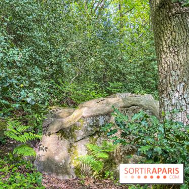 Visuel forêt  - IMG 7041