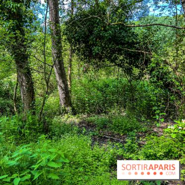 Visuel forêt  - IMG 7031