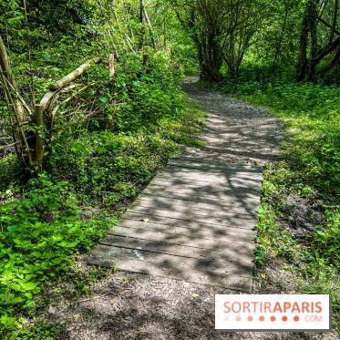 Visuel forêt  - IMG 7033