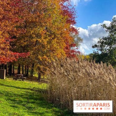 Visuel forêt  - IMG 1106