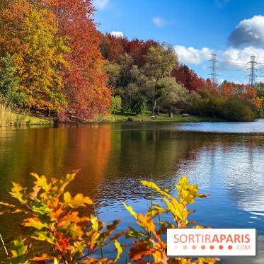 Visuel forêt  - IMG 1104