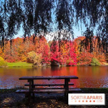 Visuel forêt  - IMG 4757