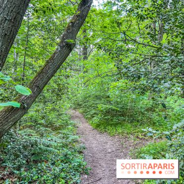 Visuel forêt  - IMG 7050