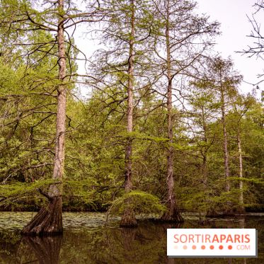 Visuel forêt  -  A7C0011