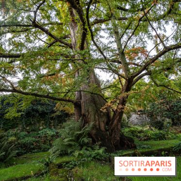 Visuel forêt  -  A7C9611