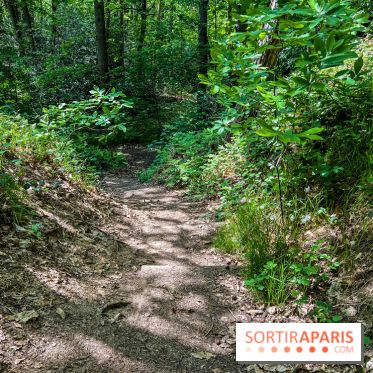 Visuel forêt  - IMG 7054