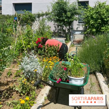 Jardins partagés (toit Beaugrenelle) - image00003