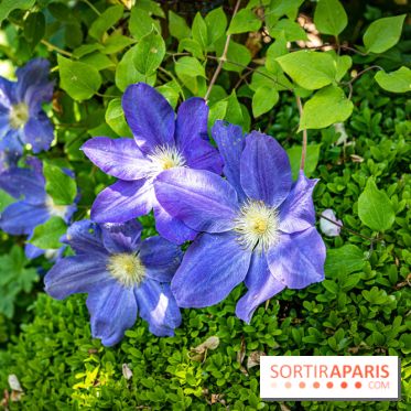Les Jardins de Sonja au Perray-en-Yvelines