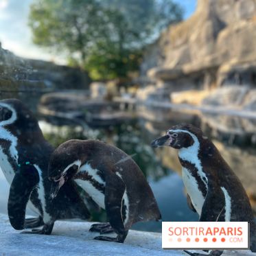 Nocturnes au Parc Zoologique de Paris - IMG 3481