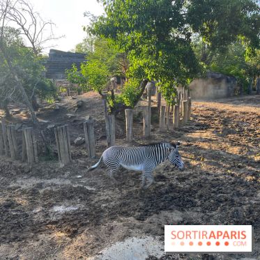 Nocturnes au Parc Zoologique de Paris - IMG 3487