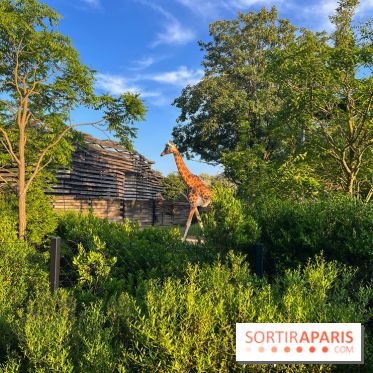 Nocturnes au Parc Zoologique de Paris - IMG 3513