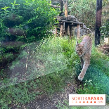 Nocturnes au Parc Zoologique de Paris - IMG 3526