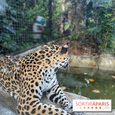 Nocturnes au Parc Zoologique de Paris