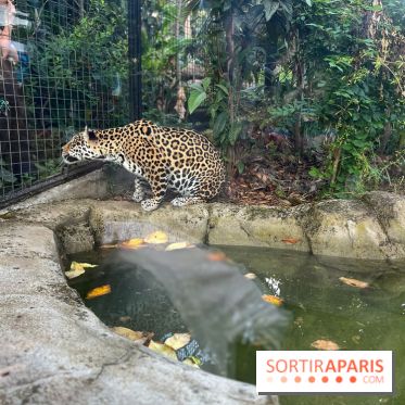 Nocturnes au Parc Zoologique de Paris - IMG 3537