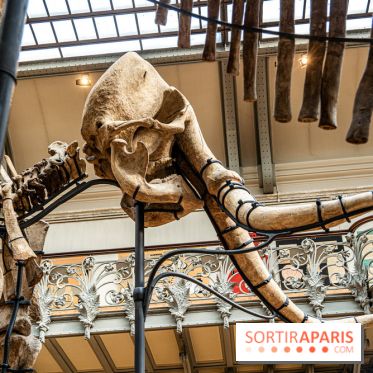 Le mammouth de Durfort restauré au Muséum national d’Histoire naturelle -  A7C7422