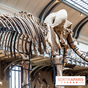 Le mammouth de Durfort restauré au Muséum national d’Histoire naturelle -  A7C7425