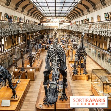 Le mammouth de Durfort restauré au Muséum national d’Histoire naturelle -  A7C7462