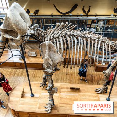 Le mammouth de Durfort restauré au Muséum national d’Histoire naturelle -  A7C7444