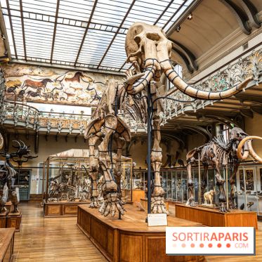 Le mammouth de Durfort restauré au Muséum national d’Histoire naturelle -  A7C7414