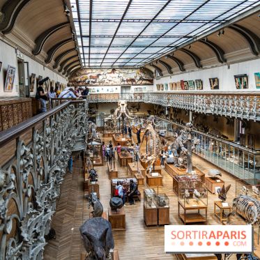 Le mammouth de Durfort restauré au Muséum national d’Histoire naturelle -  A7C7431