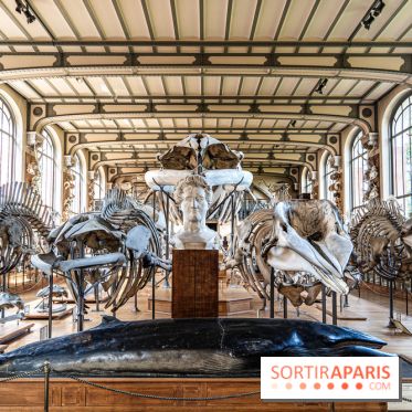 Le mammouth de Durfort restauré au Muséum national d’Histoire naturelle -  A7C7481