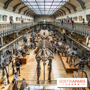 Le mammouth de Durfort restauré au Muséum national d’Histoire naturelle -  A7C7445