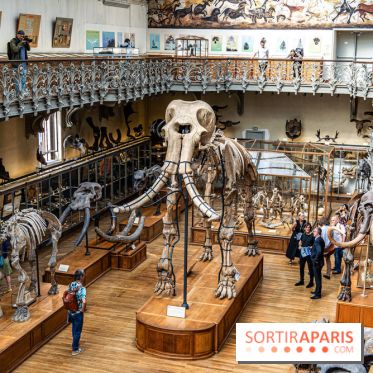 Le mammouth de Durfort restauré au Muséum national d’Histoire naturelle -  A7C7437