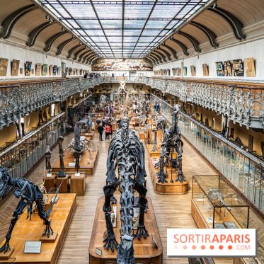 Le mammouth de Durfort restauré au Muséum national d’Histoire naturelle -  A7C7432