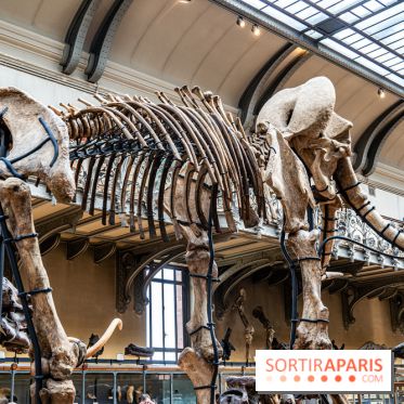 Le mammouth de Durfort restauré au Muséum national d’Histoire naturelle -  A7C7424