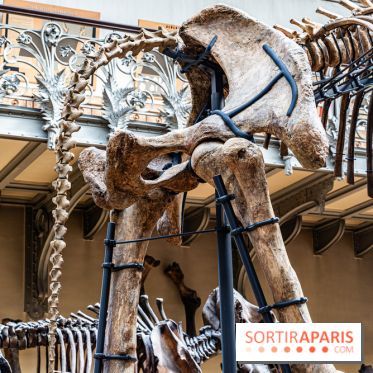 Le mammouth de Durfort restauré au Muséum national d’Histoire naturelle -  A7C7426