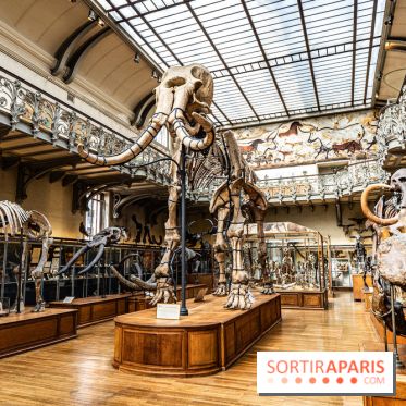 Le mammouth de Durfort restauré au Muséum national d’Histoire naturelle -  A7C7409