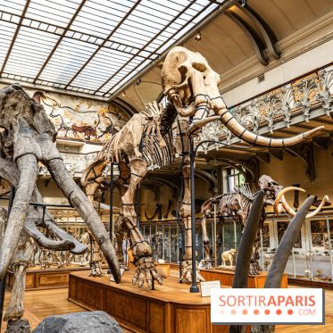 Le mammouth de Durfort restauré au Muséum national d’Histoire naturelle