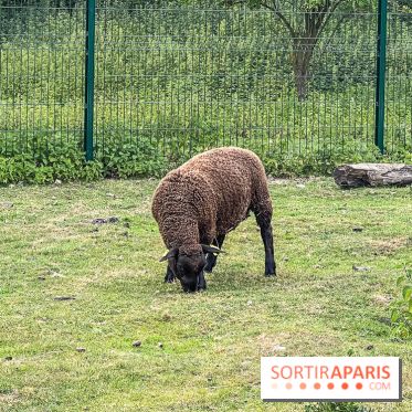 Base de loisirs de Saint-Quentin-en-Yvelines - Ile de loisirs de Trappes - activités - IMG 8652