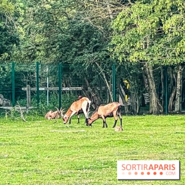 Base de loisirs de Saint-Quentin-en-Yvelines - Ile de loisirs de Trappes - activités