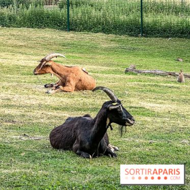 Base de loisirs de Saint-Quentin-en-Yvelines - Ile de loisirs de Trappes - activités