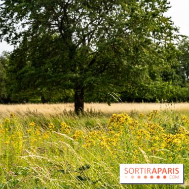 Base de loisirs de Saint-Quentin-en-Yvelines - Ile de loisirs de Trappes - activités