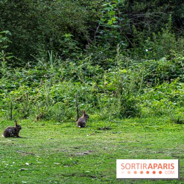 Base de loisirs de Saint-Quentin-en-Yvelines - Ile de loisirs de Trappes - activités