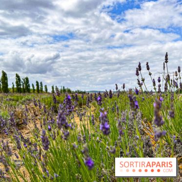 Fête de la Lavande sur le site Seine Aval Achères/Maisons-Laffitte - image00027
