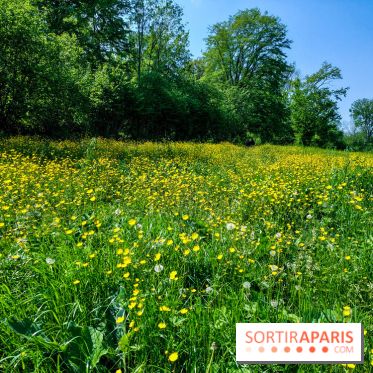 Balade nature dans la forêt de Montmorency, nos photos
